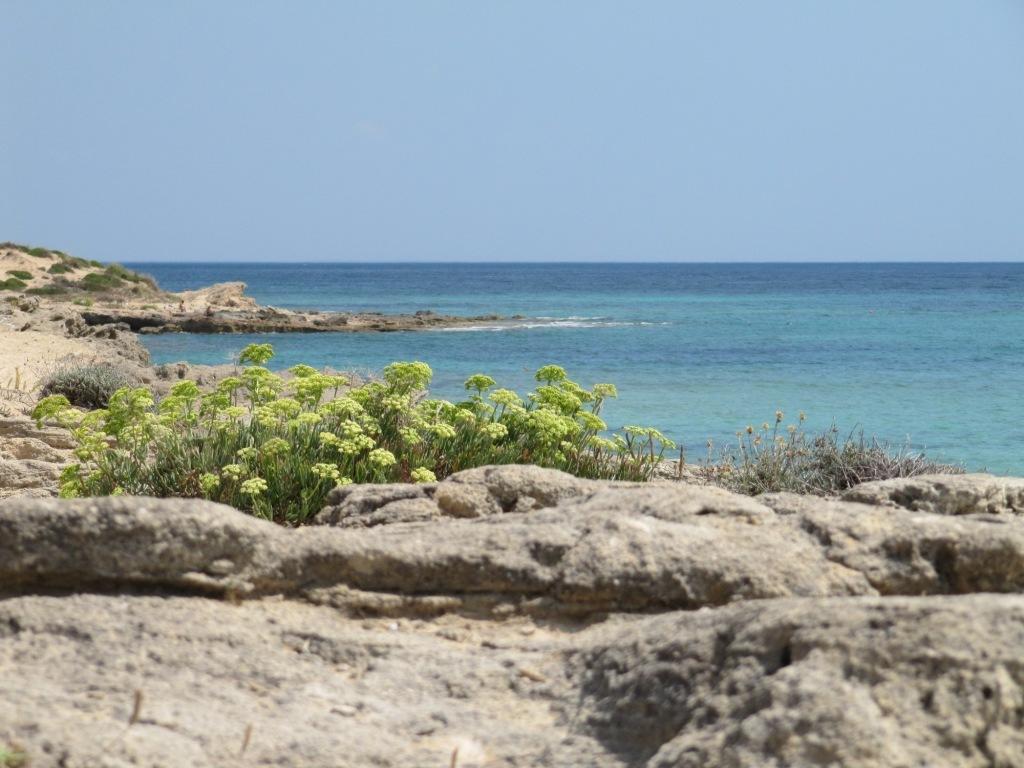 Hotel Costa D'Oro ตอร์เร โอโว ภายนอก รูปภาพ
